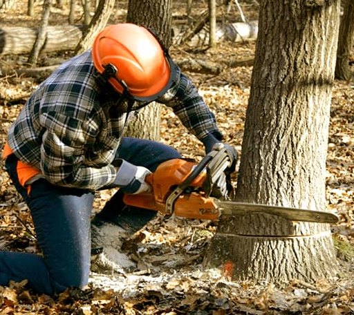 Tree Removal in Monroe Bridge, MA